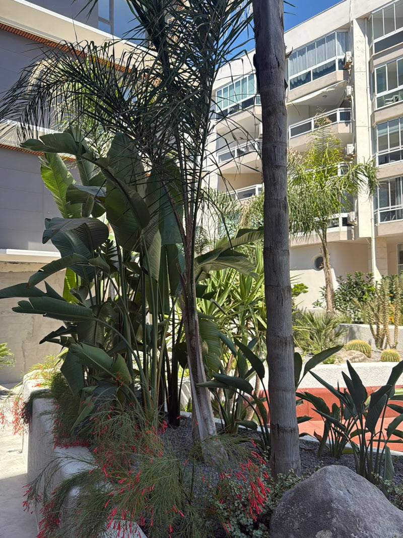 Königinpalme — Bild 2