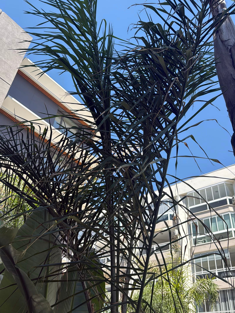 Königinpalme — Bild 1