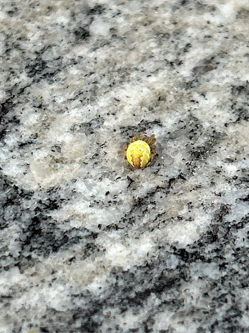 Kürbisspinne — Bild 1