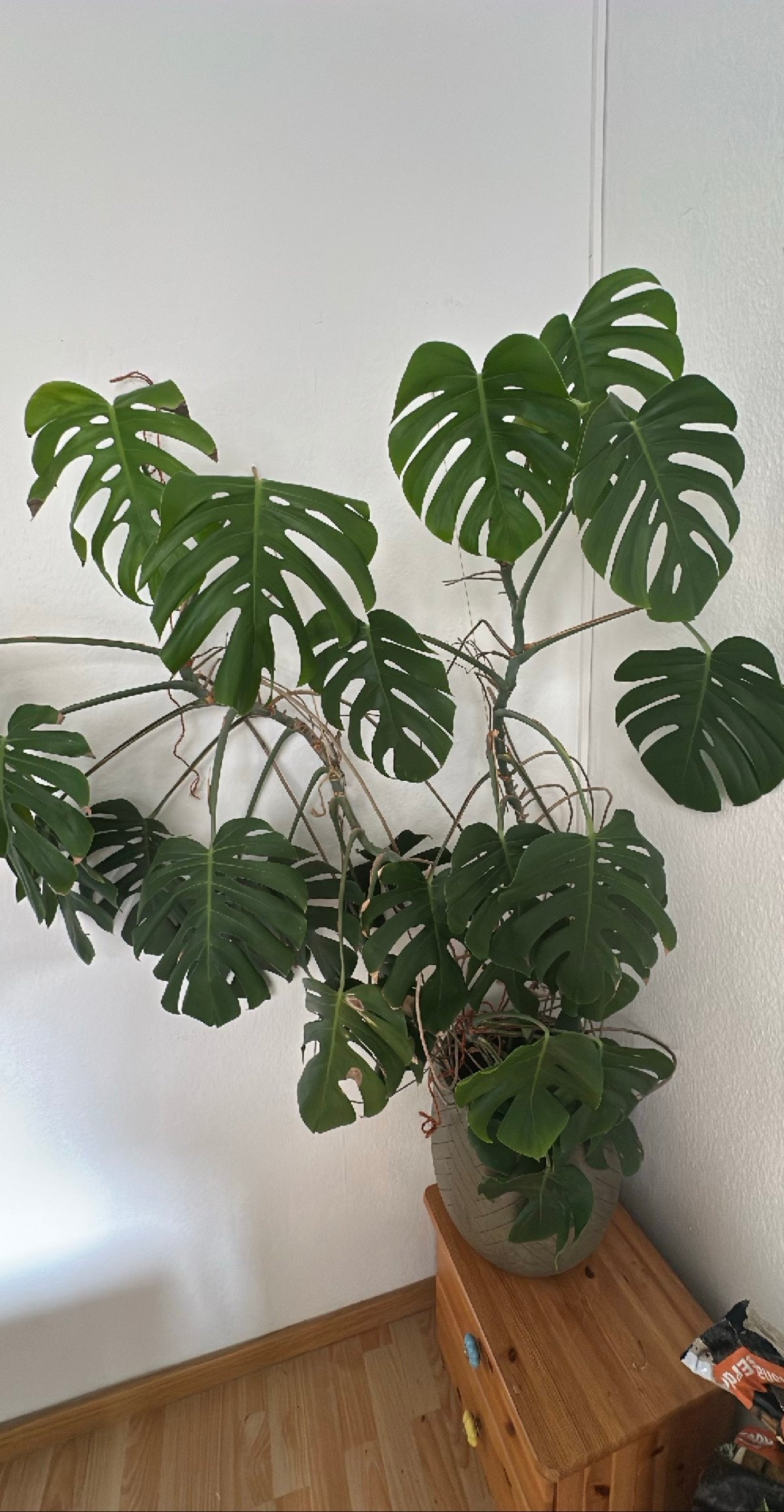 Monstera  Silberkraft