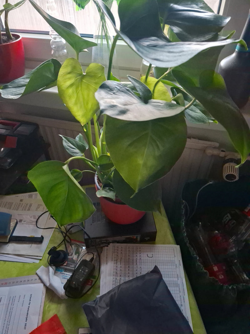 Eine junge Monstera steht in einem roten Übertopf auf einem Tisch im Innenraum.