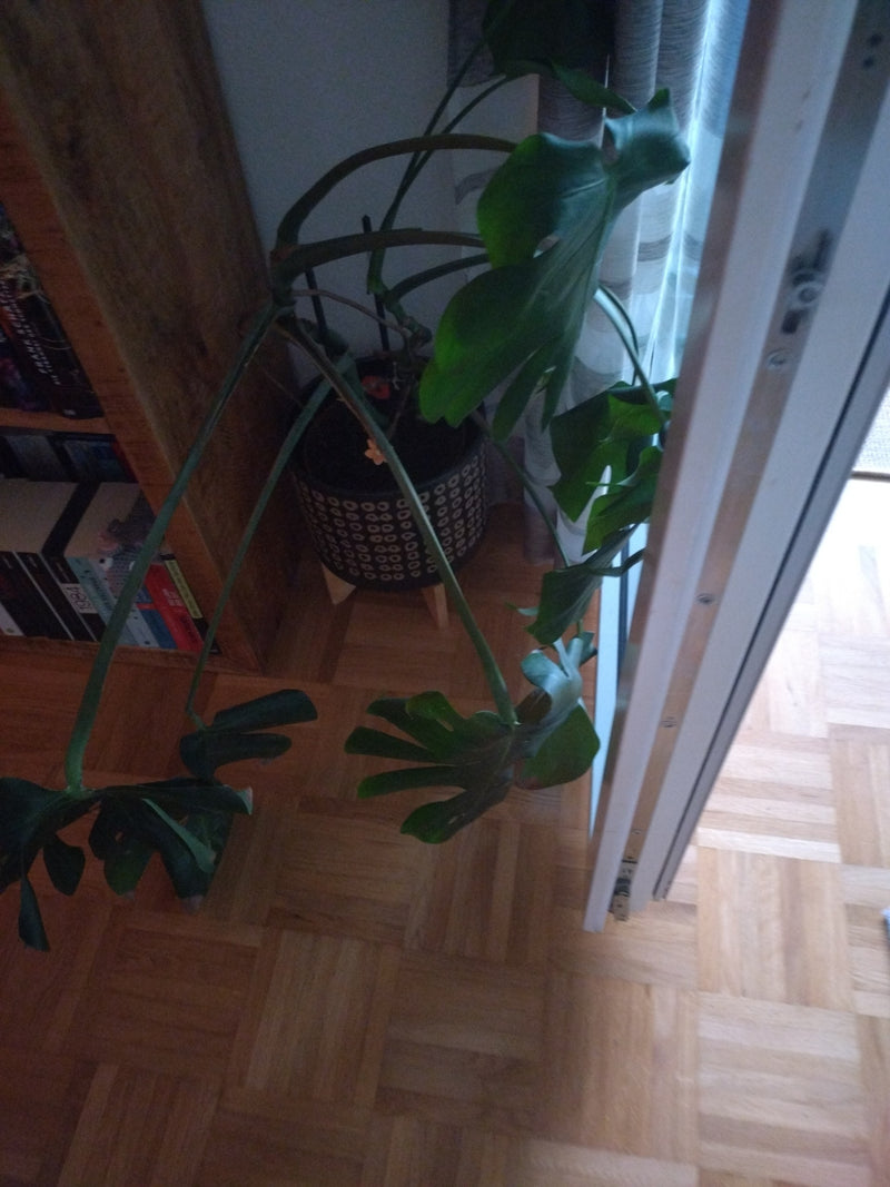 Monstera — Bild 5