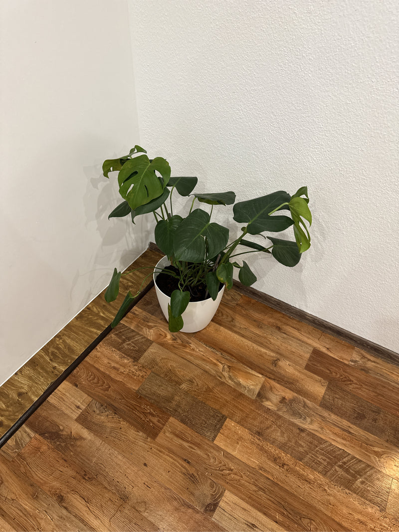 Eine Monstera deliciosa steht in einem weißen Pflanztopf auf einem Holzfußboden an einer Wand.
