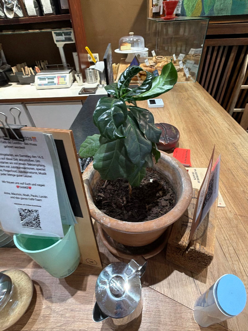 Kaffeepflanze — Bild 1