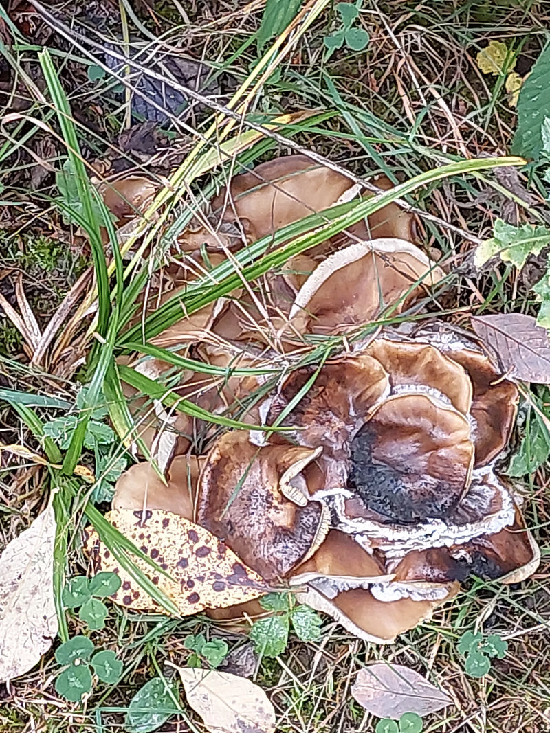 Dicht beieinander wachsende Fruchtkörper des Kahlen Kremplings auf grasigem Waldboden.