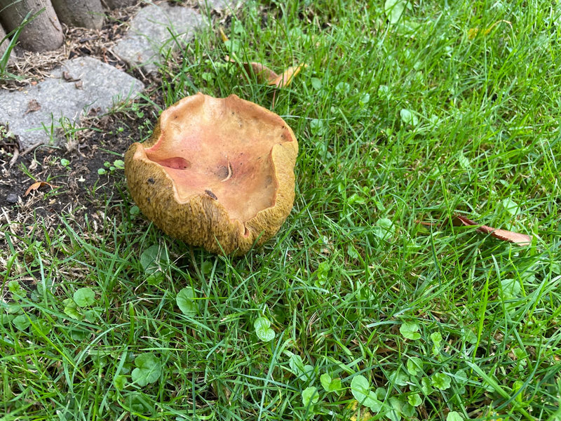 Auf dem Bild ist ein brauner Pilz mit stark eingerolltem Hutrand zu sehen, der im grünen Gras wächst.