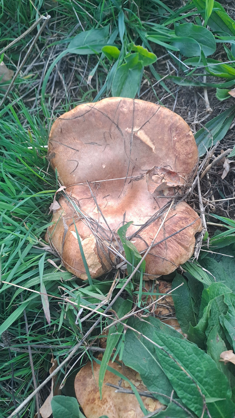 Ein Kahler Krempling mit charakteristisch eingerolltem Hutrand wächst inmitten von Gras und krautiger Vegetation.