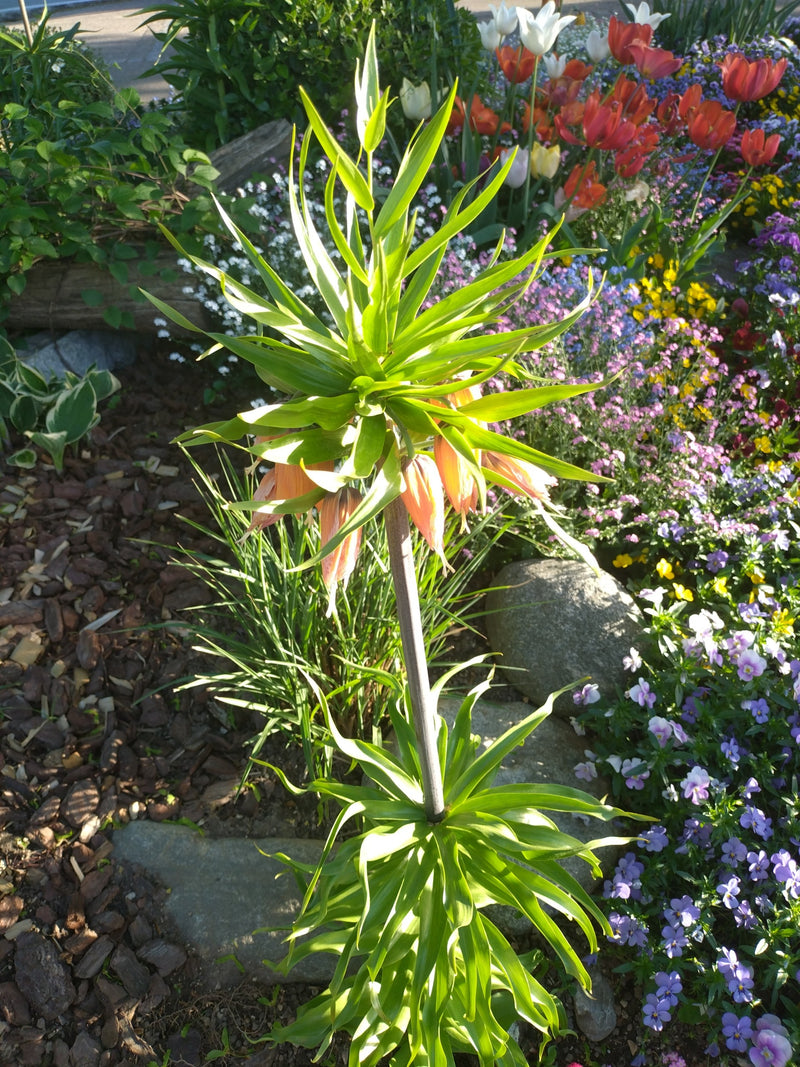 Kaiserkrone — Bild 2