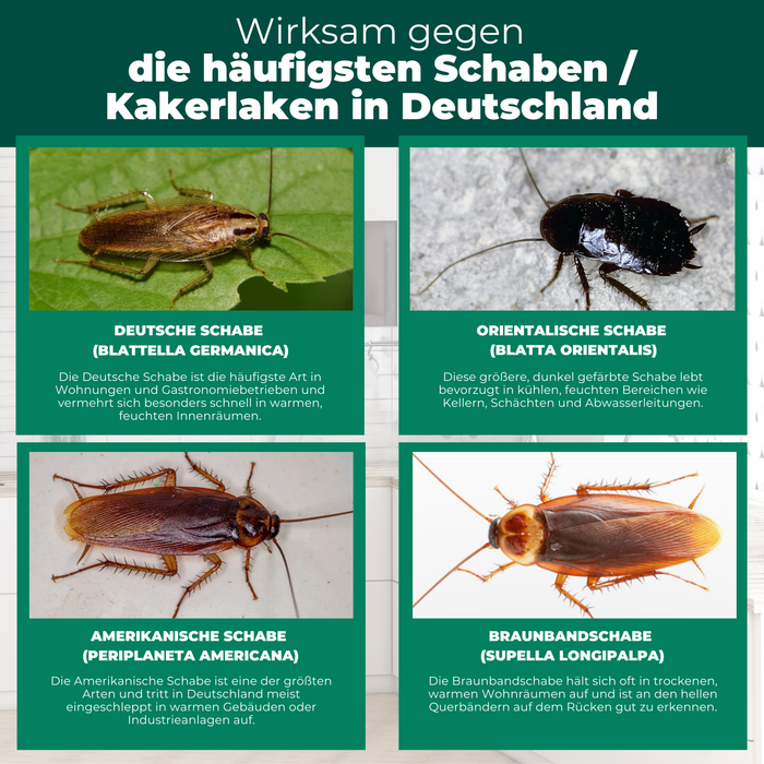 Kakerlakenfalle mit Spezial-Lockstoff im Küchenschrank – wirksame Klebefalle gegen Schaben und Kakerlaken mit Langzeitschutz