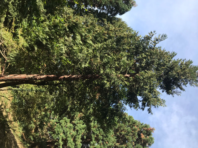 Kalifornische Weihrauchzeder — Bild 5 von 7