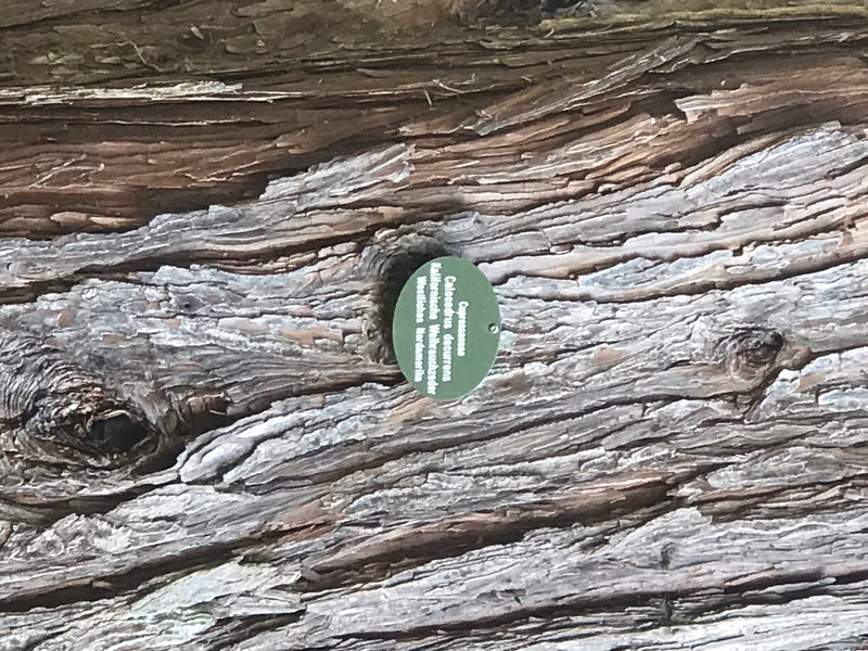 Kalifornische Weihrauchzeder — Bild 3 von 7