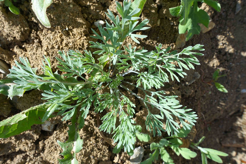 Schlafmohn — Bild 3
