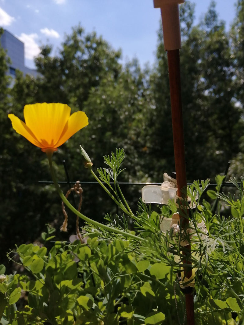 Schlafmohn — Bild 4