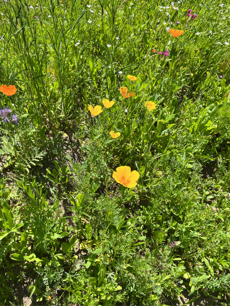 Schlafmohn — Bild 1