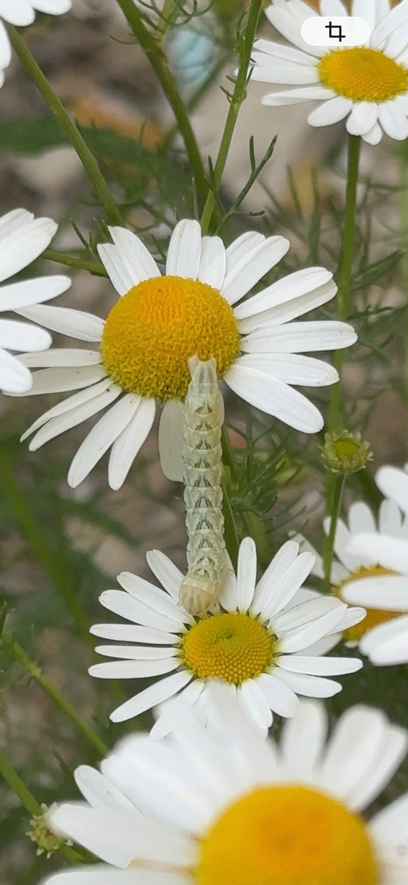 Kamillen-Mönch — Bild 1
