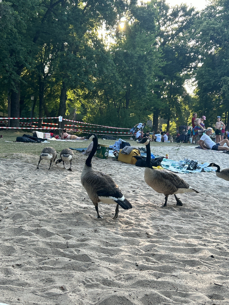 Kanadagans — Bild 4