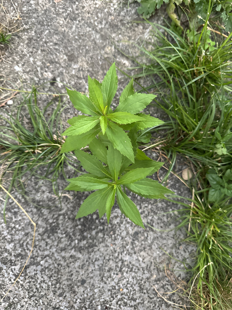 Kanadische Goldrute — Bild 4 von 28