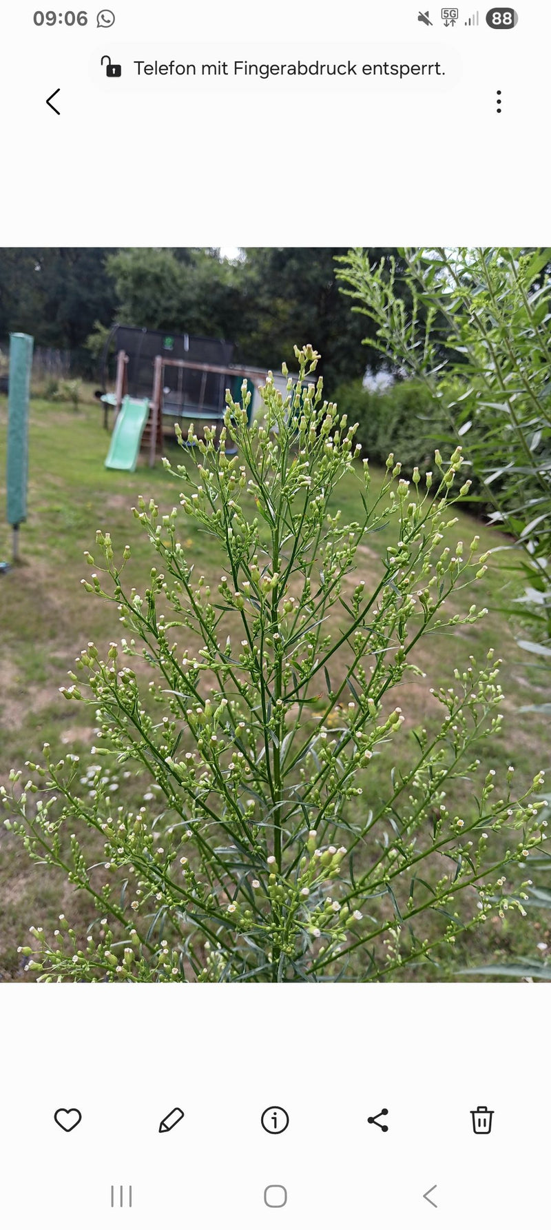 Kanadisches Berufkraut — Bild 5