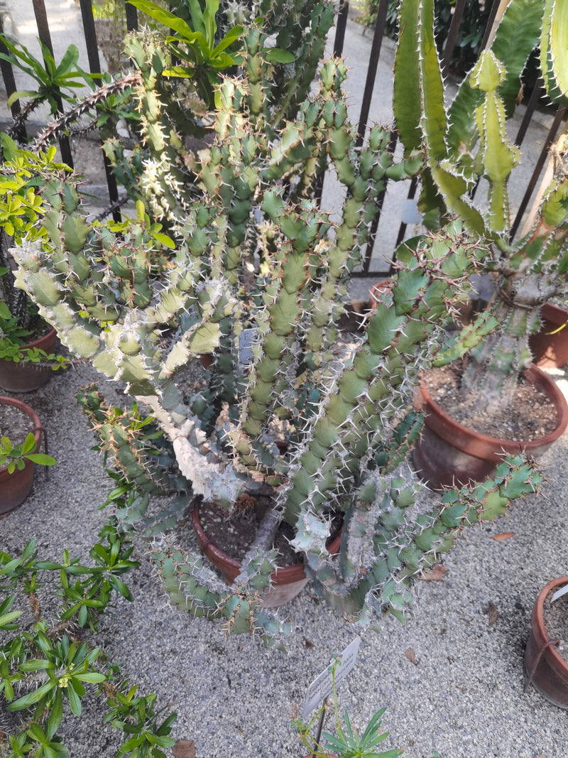 Kanaren-Wolfsmilch — Bild 1