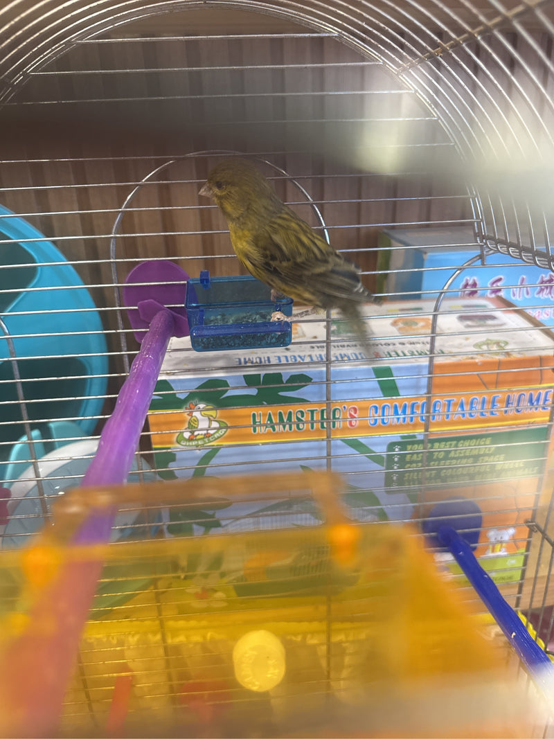 Kanarienvogel — Bild 2