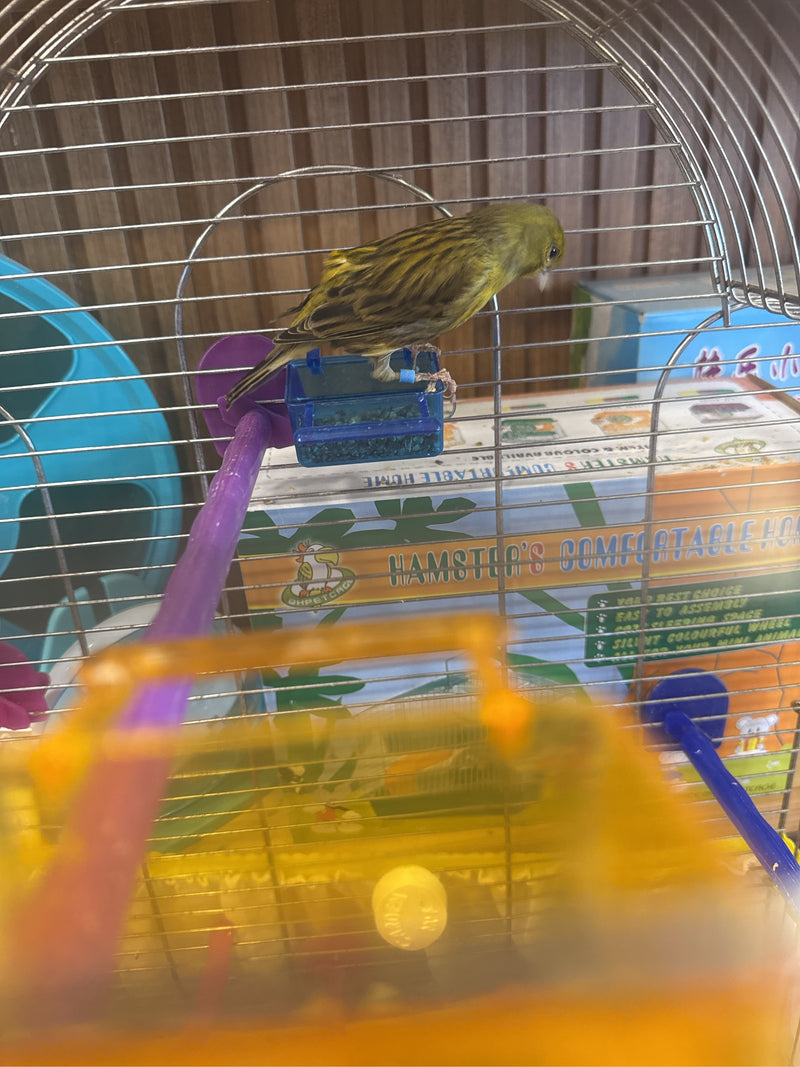 Kanarienvogel — Bild 1
