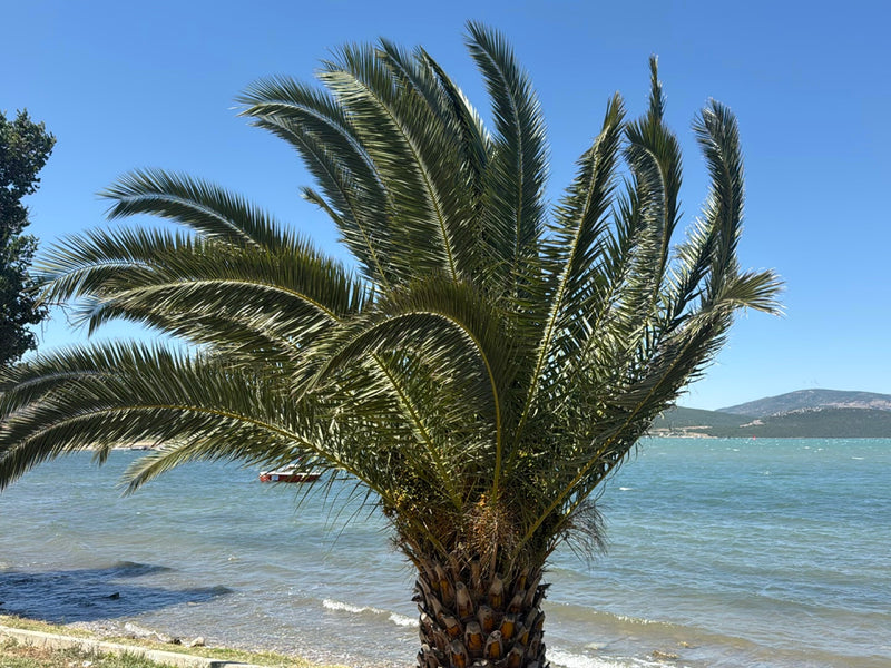 Kanarische Dattelpalme — Bild 4