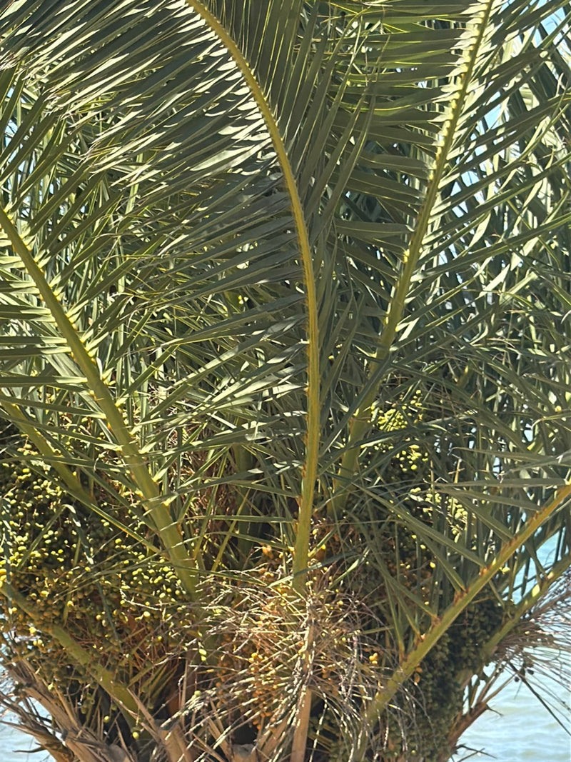 Kanarische Dattelpalme — Bild 1