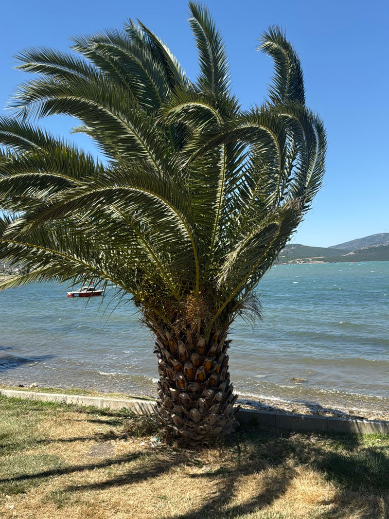 Kanarische Dattelpalme — Bild 3