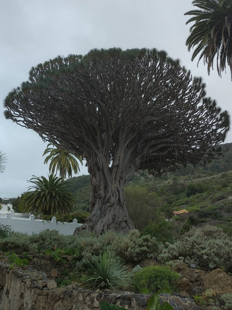 Kanarischer Drachenbaum — Bild 1