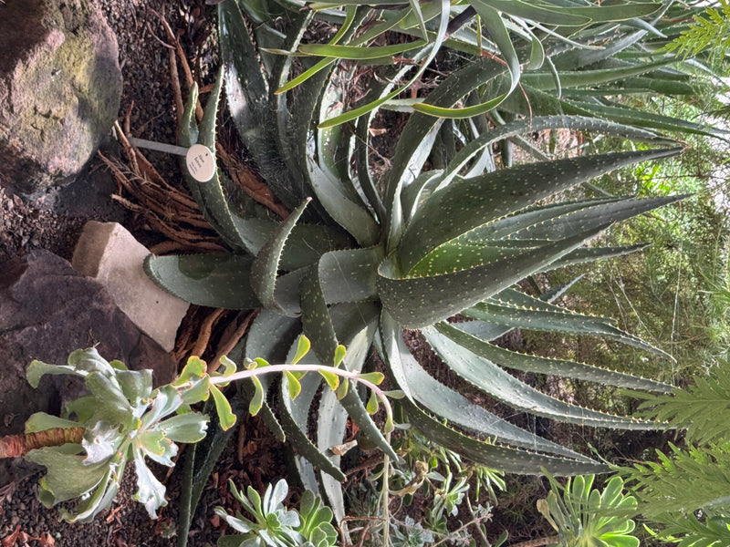 Kap-Aloe — Bild 2 von 2