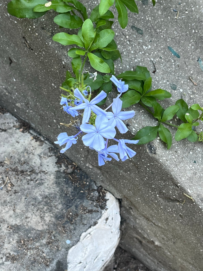 Plumbago — Bild 1