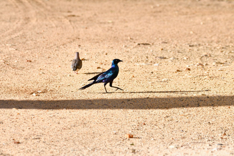 Ein Kap-Glanzstar mit metallisch blau glänzendem Gefieder läuft über einen sandigen, sonnigen Boden. Im Hintergrund ist eine kleine Taube zu erkennen.