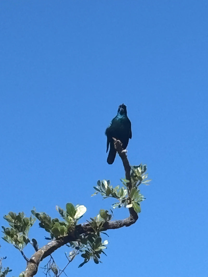 Ein dunkler, glänzender Vogel sitzt auf einem Ast vor einem klaren blauen Himmel in Südafrika.