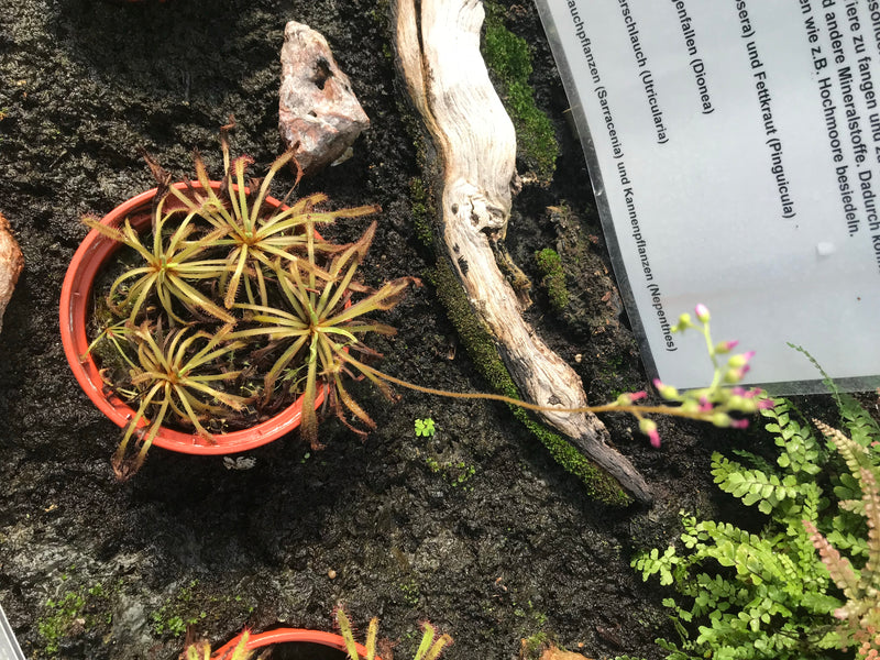 Auf dem Bild ist ein Kap-Sonnentau in einem kleinen roten Blumentopf zu sehen. Die Pflanze zeigt ihre typischen, mit Tentakeln besetzten Blätter sowie einen ...