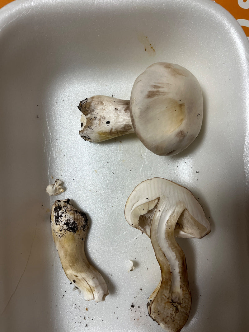 Mehrere abgeschnittene Fruchtkörper von Karbol-Champignons liegen in einer weißen Styroporschale, einer davon ist aufgeschnitten.