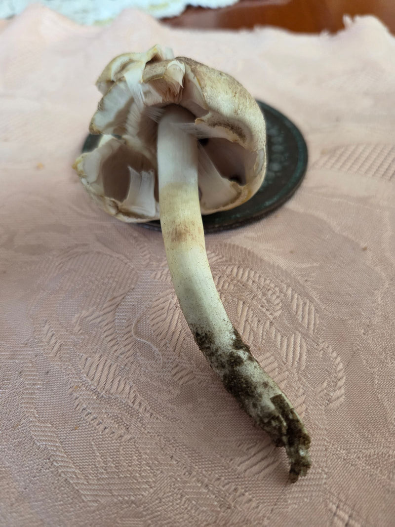 Zu sehen ist der Fruchtkörper eines Karbol-Champignons mit aufgesperrtem Hut und sichtbaren Lamellen. Der Pilz liegt auf einer gemusterten Unterlage.