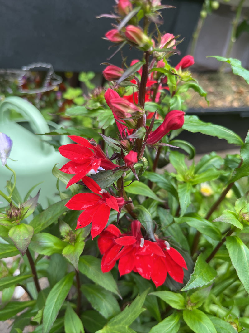 Kardinals-Lobelie — Bild 2 von 2