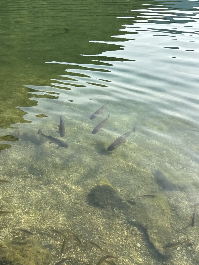 Gemeine Karpfen — Bild 1