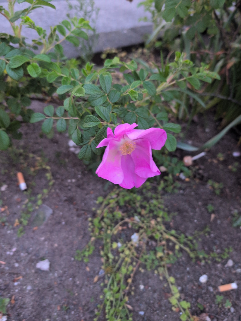 Kartoffel-Rose — Bild 4