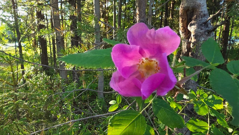 Kartoffel-Rose — Bild 3