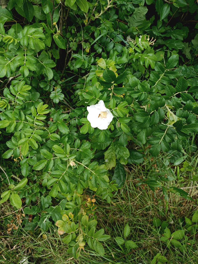 Zu sehen ist eine weiße Blüte der Kartoffel-Rose inmitten von sattgrünen, gefiederten Blättern. Die Aufnahme von oben zeigt den gesunden Strauch in seiner na...
