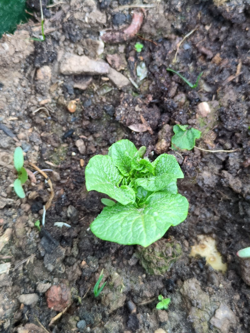 Kartoffel — Bild 4