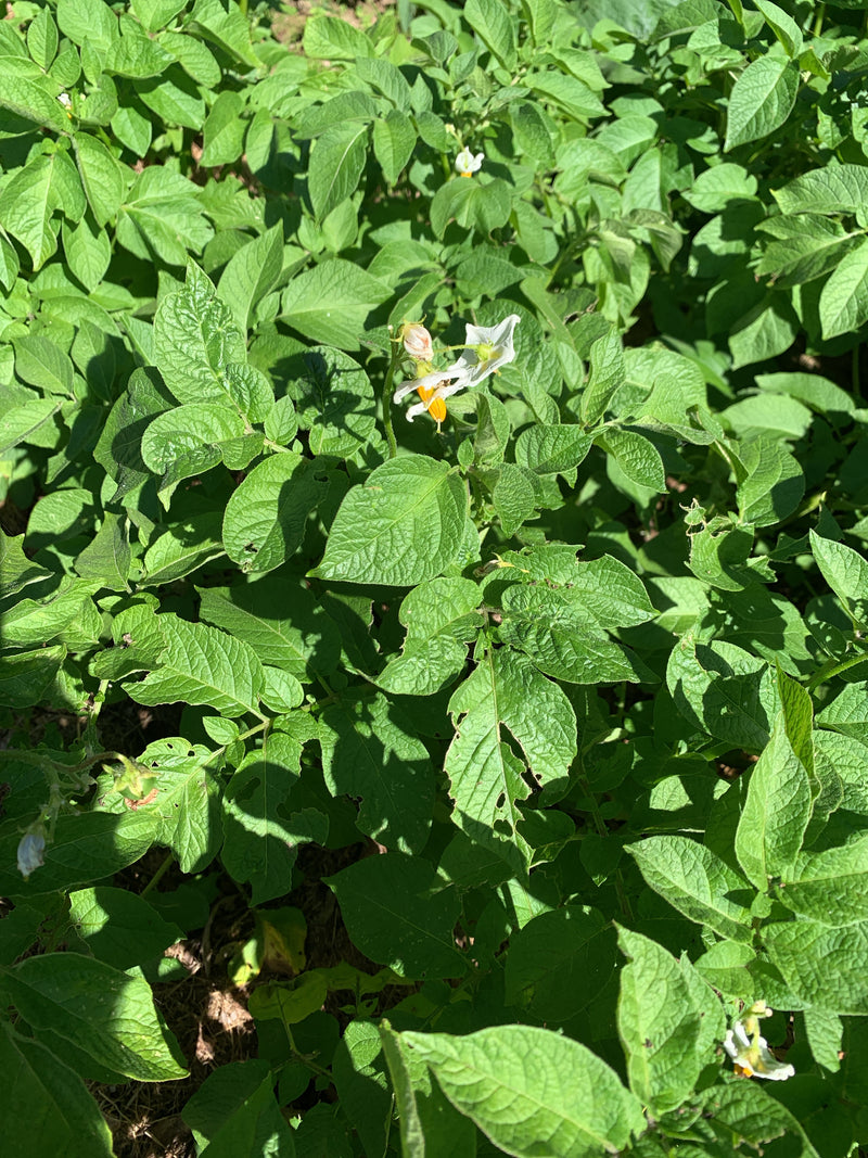 Kartoffel — Bild 3