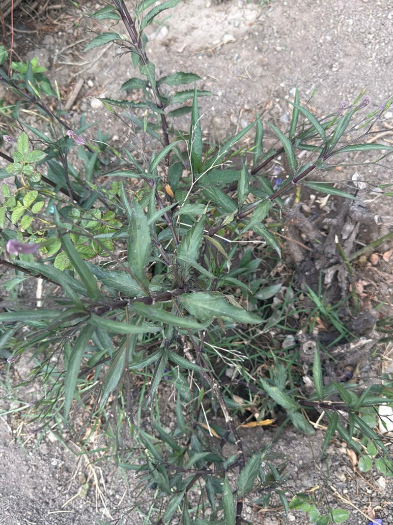 Kartoffelblume — Bild 2 von 3