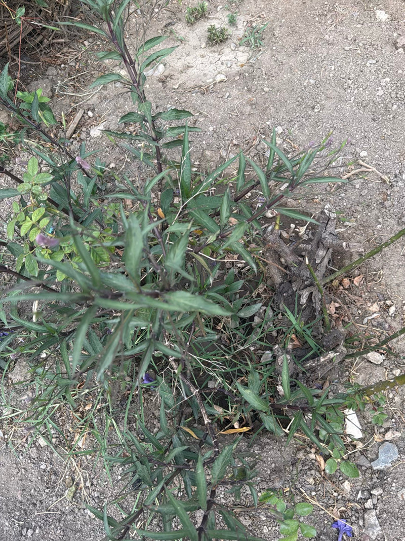 Kartoffelblume — Bild 1 von 3