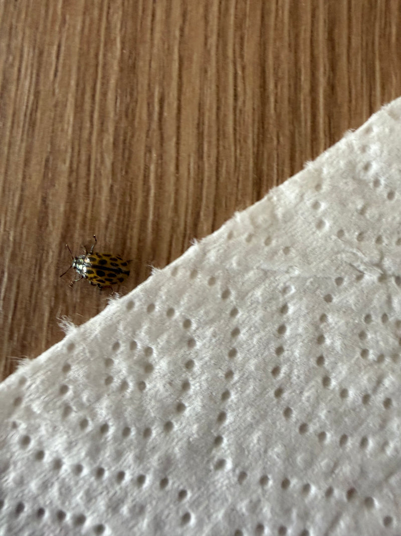 Kartoffelkäfer — Bild 1