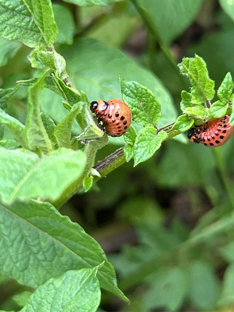 Kartoffelkäfer — Bild 3