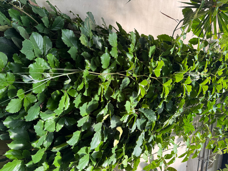 Kastanienwein — Bild 2 von 2