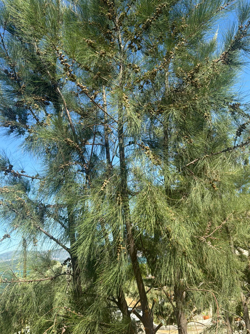 Kasuarinen-Baum — Bild 3