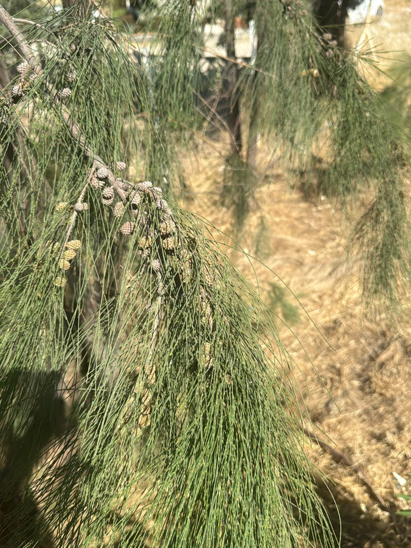 Kasuarinen-Baum — Bild 2